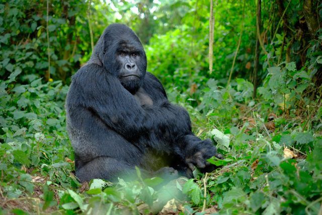 Rwanda — LAND OF A THOUSAND HILLS