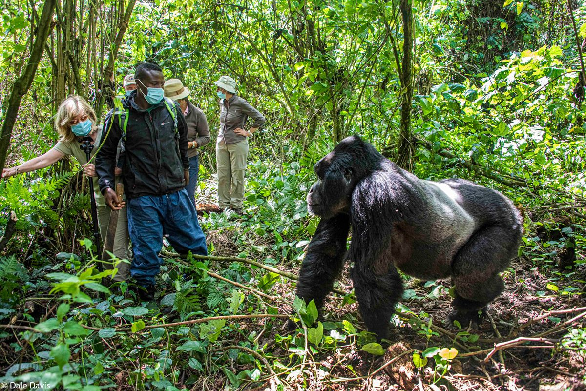 Mountain Gorilla Trekking