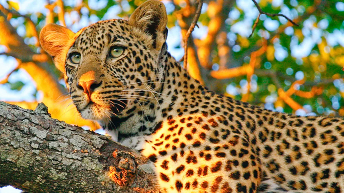 Big Five Wildlife Expedition